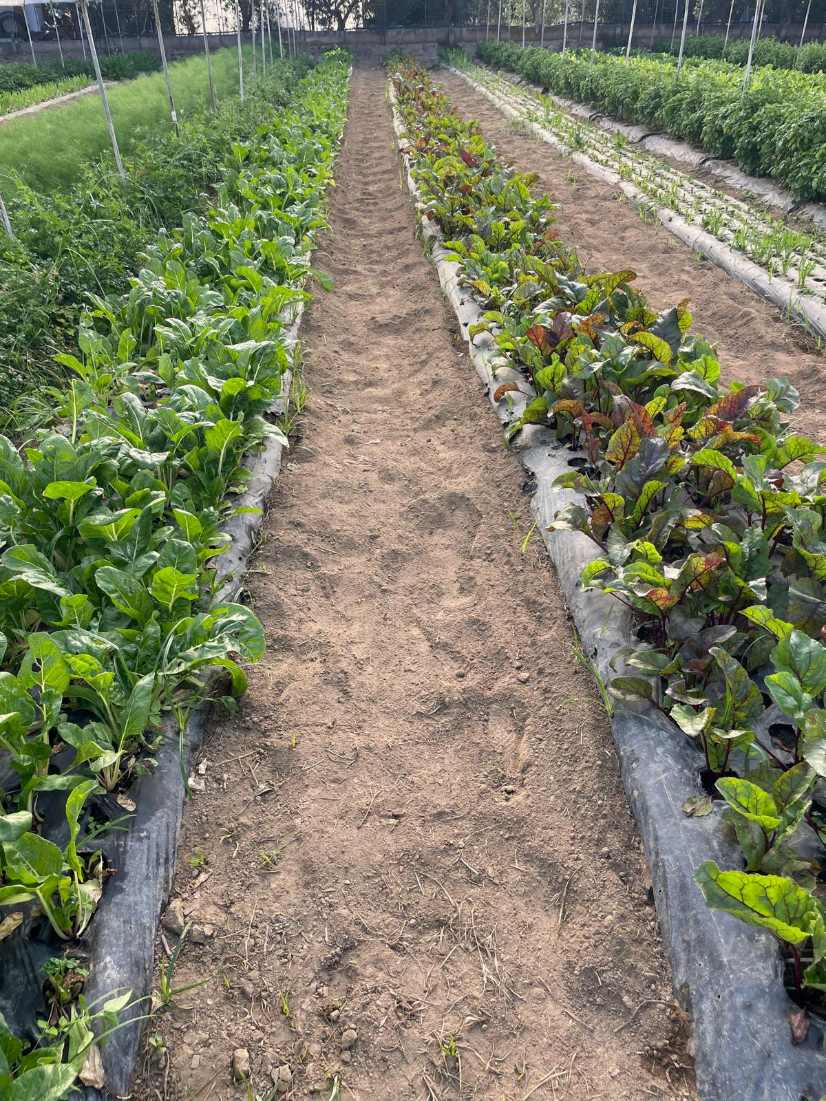 Le verdure a foglia nel nostro orto